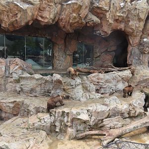 Brown bear exhibit