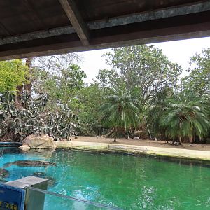 Green sea turtle+seagulls