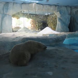 Polar bear