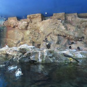 Puffins+murre exhibit