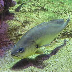 Chinese bahaba (Bahaba taipingensis)