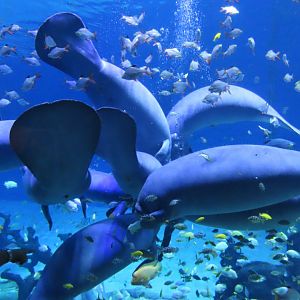 West african manatee