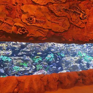 Cichlids tank