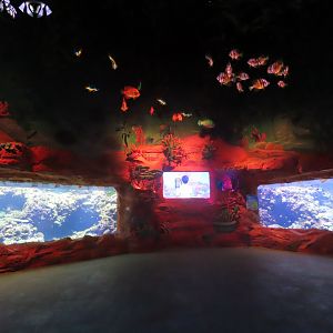 Coral tanks