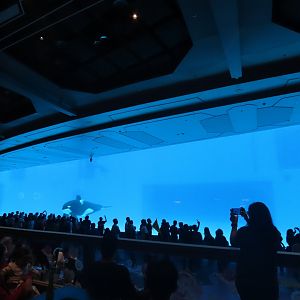 Orcas underwater viewing