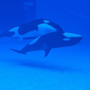 Orcas