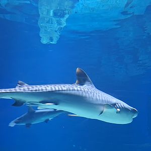 Tiger shark