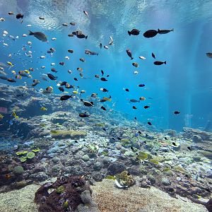 Live coral reef tank