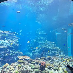 Live coral reef tank