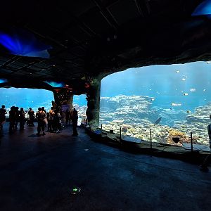 Live coral reef tank