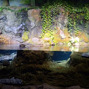 Chinese giant salamander exhibit