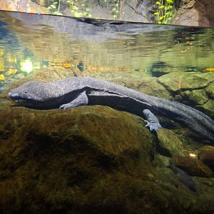Chinese giant salamander