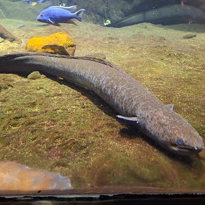 Giant mottled eel (Anguilla marmorata)