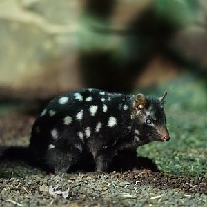 Eastern Quoll