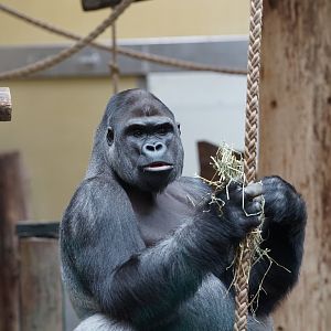 Western Gorilla