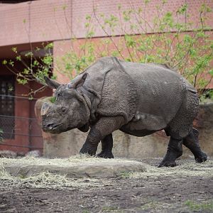 Indian Rhino