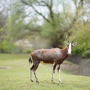 Blesbok
