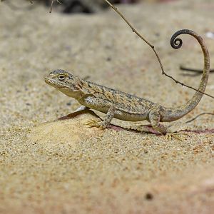 Przewalski's toadhead agama (Phrynocephalus przewalskii)