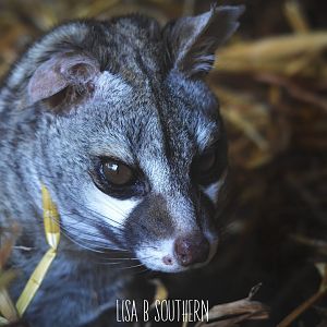 common genet