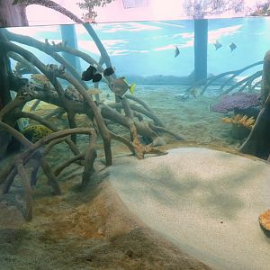 Mangrove - 8th floor