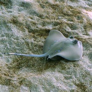 Oriental Bluespotted Maskray (Neotrygon orientalis)