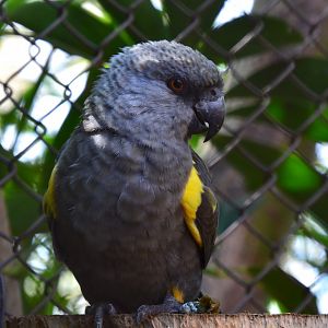 Rüppell's parrot (Poicephalus rueppellii)