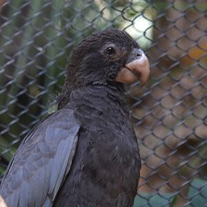 Western vasa parrot (Coracopsis vasa drouhardi)