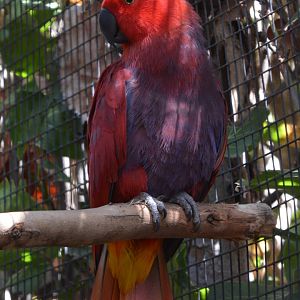 Vosmaer's eclectus parrot (Eclectus roratus vosmaeri) - female