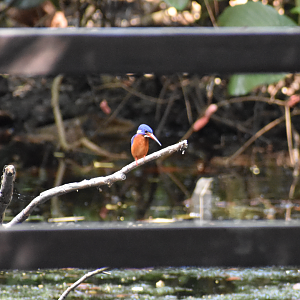 Blue Eared Kingfisher ~ Sungei Buloh Wetland Reserve