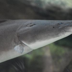 Aba Aba (Gymnarchus niloticus)