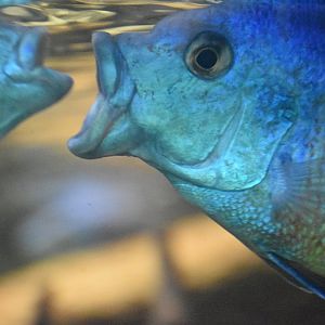 Spindle Hap (Protomelas taeniolatus)