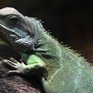 Chinese Water Dragon (Physignathus cocincinus)