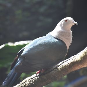 Green Imperial Pigeon (Ducula aenea)