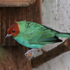 Bay-headed tanager (Tangara gyrola)