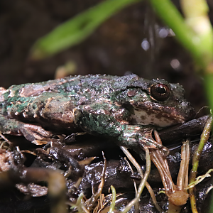 Rana-de Arbol de San Martin frog (Ecnomiohyla valancifer)