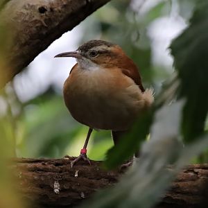 Pacific hornero (Furnarius cinnamomeus)