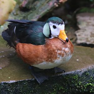 African pygmy goose (Nettapus auritus)