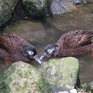 Laysan duck (Anas laysanensis)