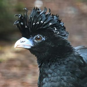 Blue-billed curassow (Crax alberti)