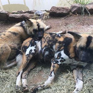 African Wild Dog (Lycaon pictus