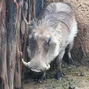 Common Warthog (Phacochoerus africanus)
