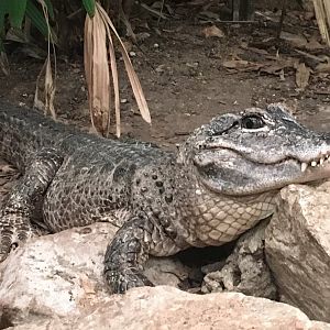 Chinese Alligator (Alligator sinensis