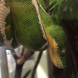 Amazon Basin Emerald Tree Boa (Corallus batesii)