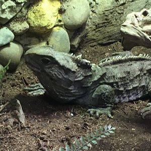 Tuatara (Sphenodon punctatus)