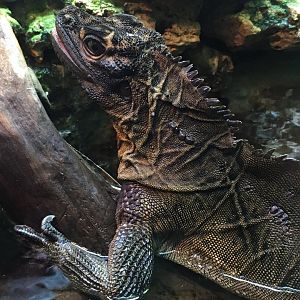 Philippine Sailfin Lizard (Hydrosaurus pustulatus)