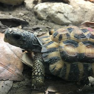 Spider Tortoise (Pyxis arachnoides)