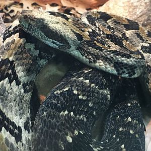 Timber Rattlesnake (Crotalus horridus)