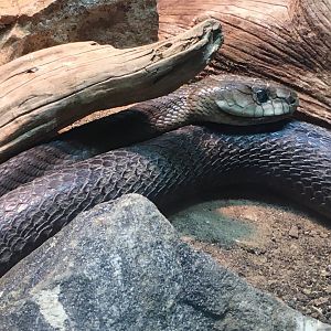 Black Mamba (Dendroaspis polylepis)