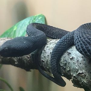 Mangrove Pitviper (Trimeresurus purpureomaculatus)