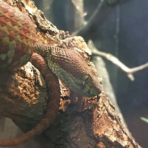 Beautiful Pitviper (Trimeresurus venustus)